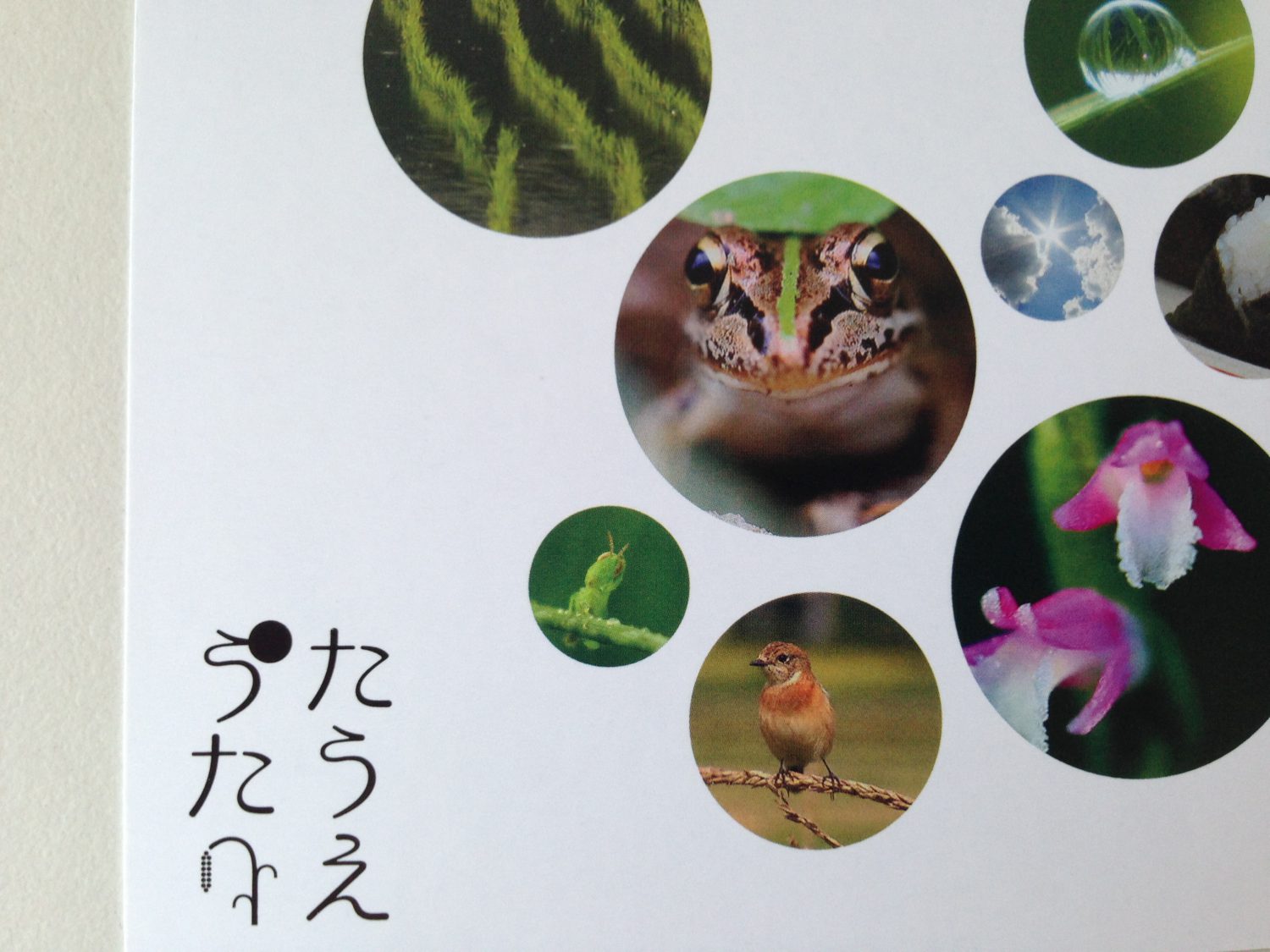 「たうえうた」のこと